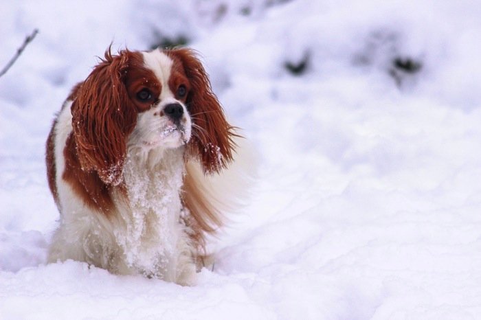Rocky in de Sneeuw