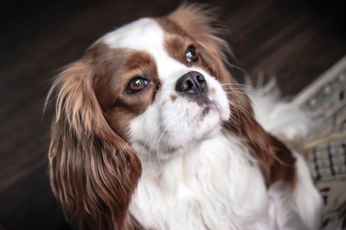 cavalier_king_charles_spaniel_foto_rocky_mooi