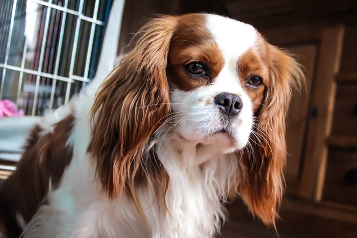 cavalier_king_charles_spaniel_foto_rocky_mooi_5