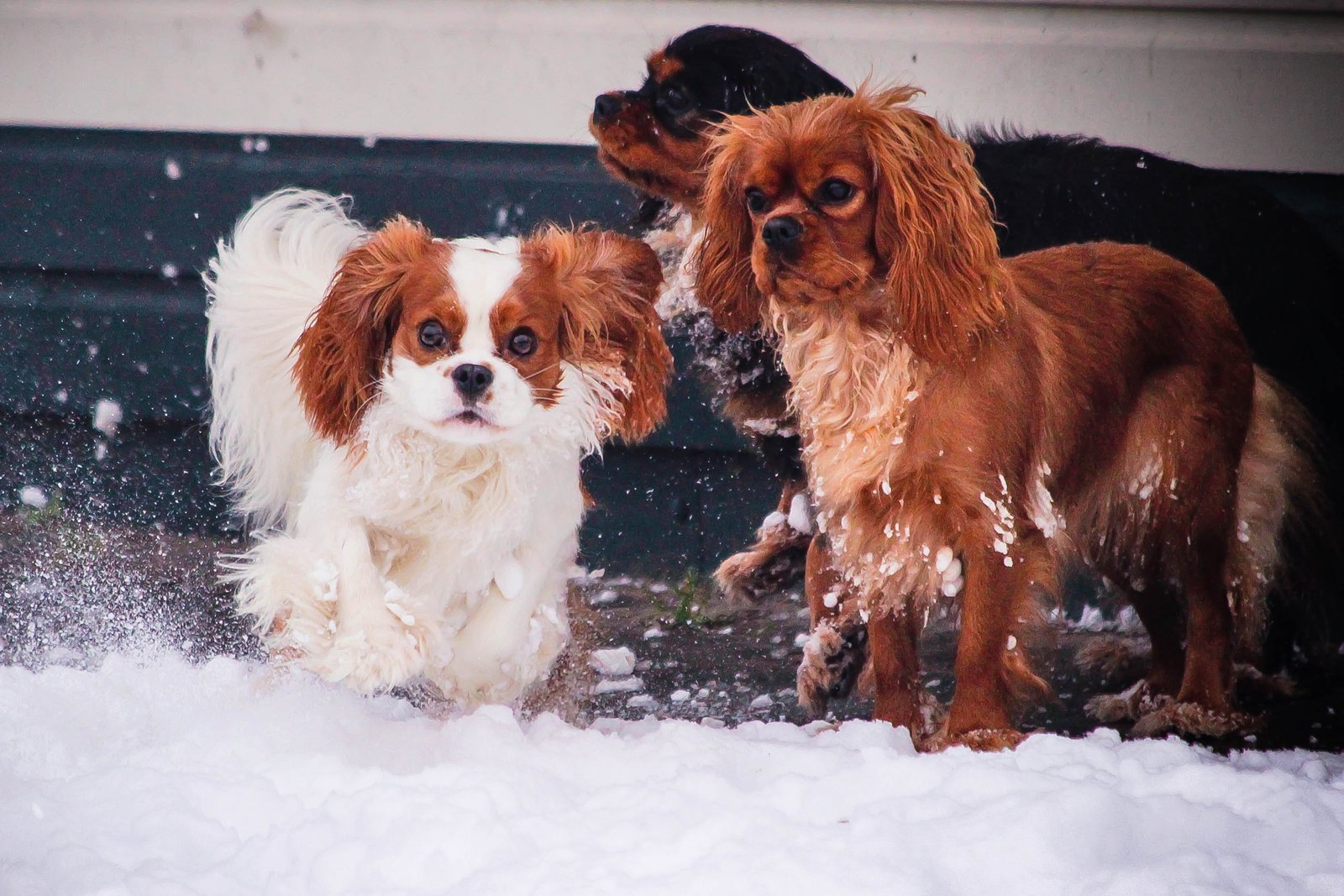 Rocky, Mientje & Yara