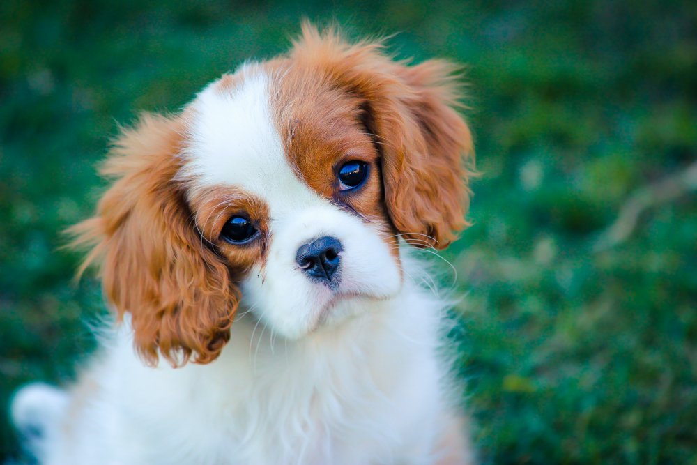 mooiehonden_angel-0623